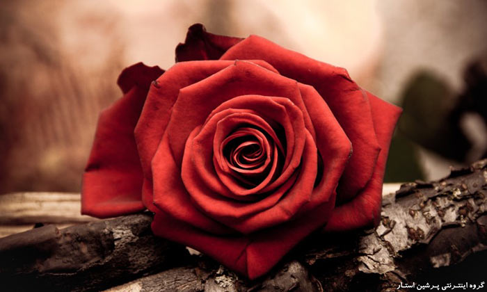 صور ورود بجودة عالية , صور ورود حلوة , احلى صور للورود 1 (11).jpg